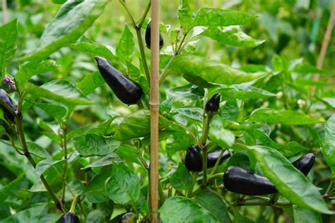 black jalapeno plant.